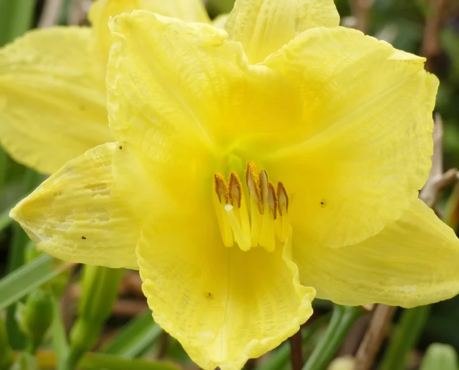 Lemon Daylily, Pair