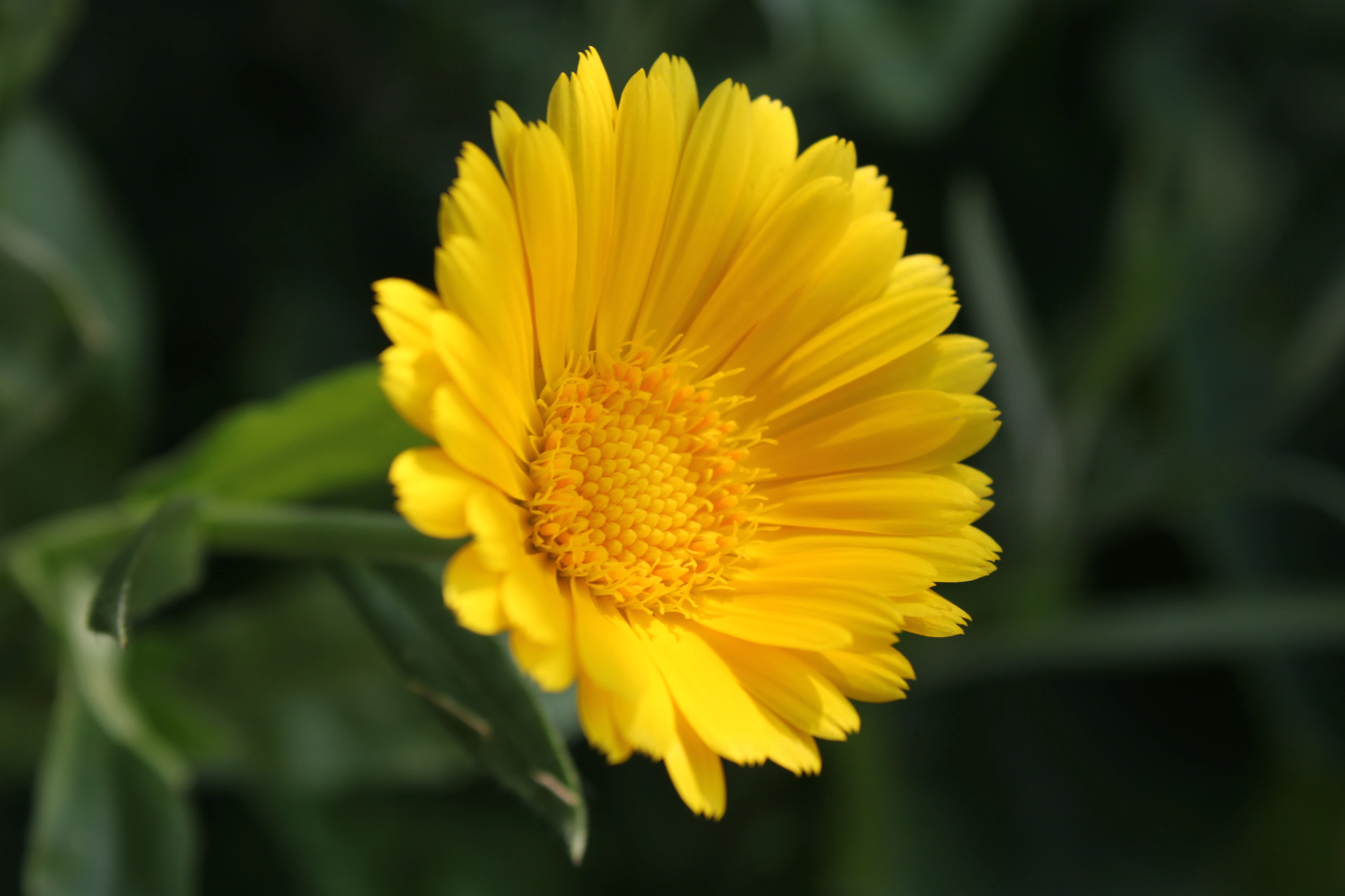 Golden Calendula