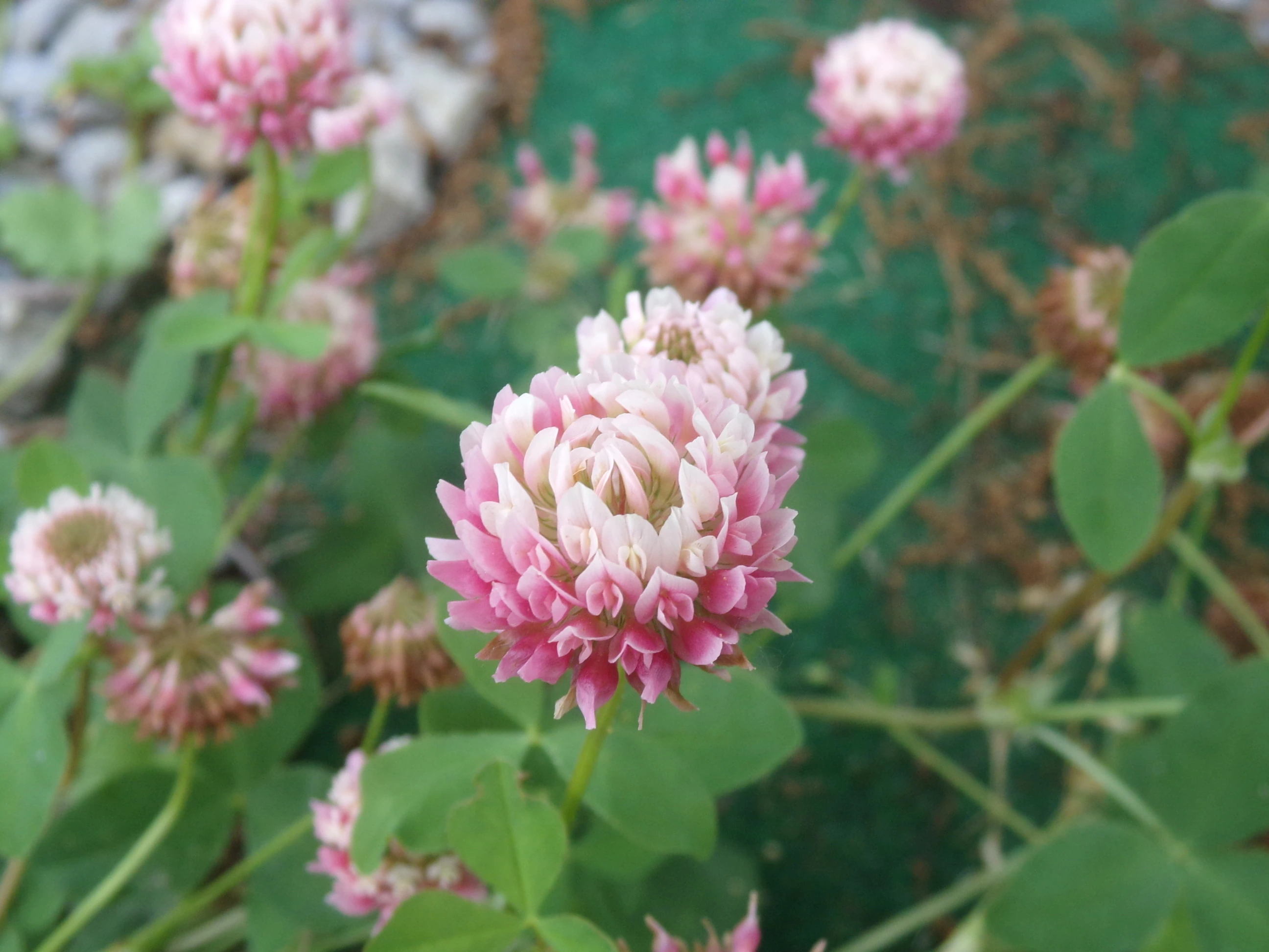 Clover in Bloom