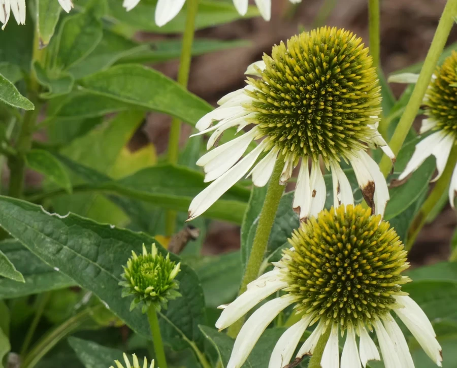 Coneflower Field