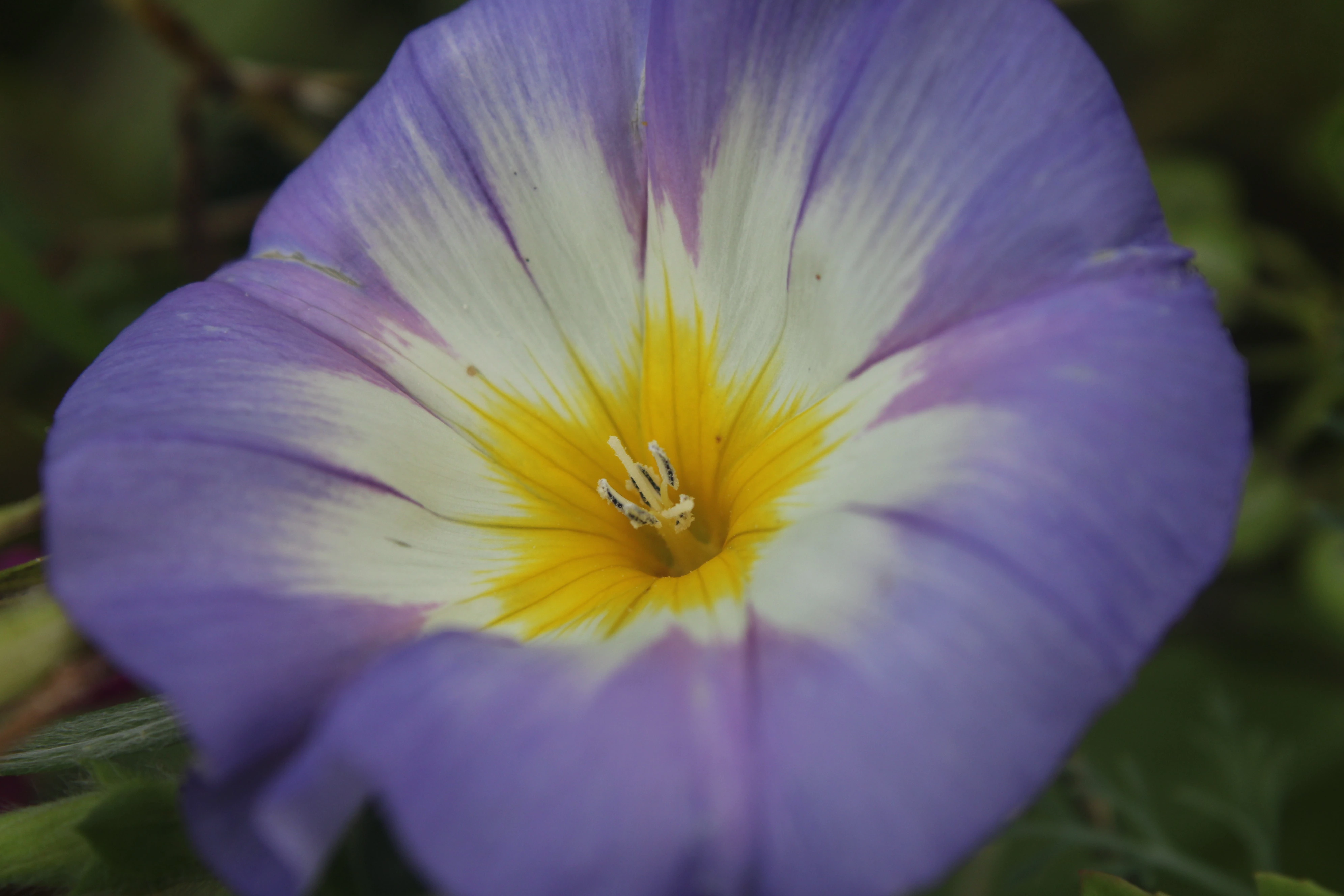 Morning Glory, Violet