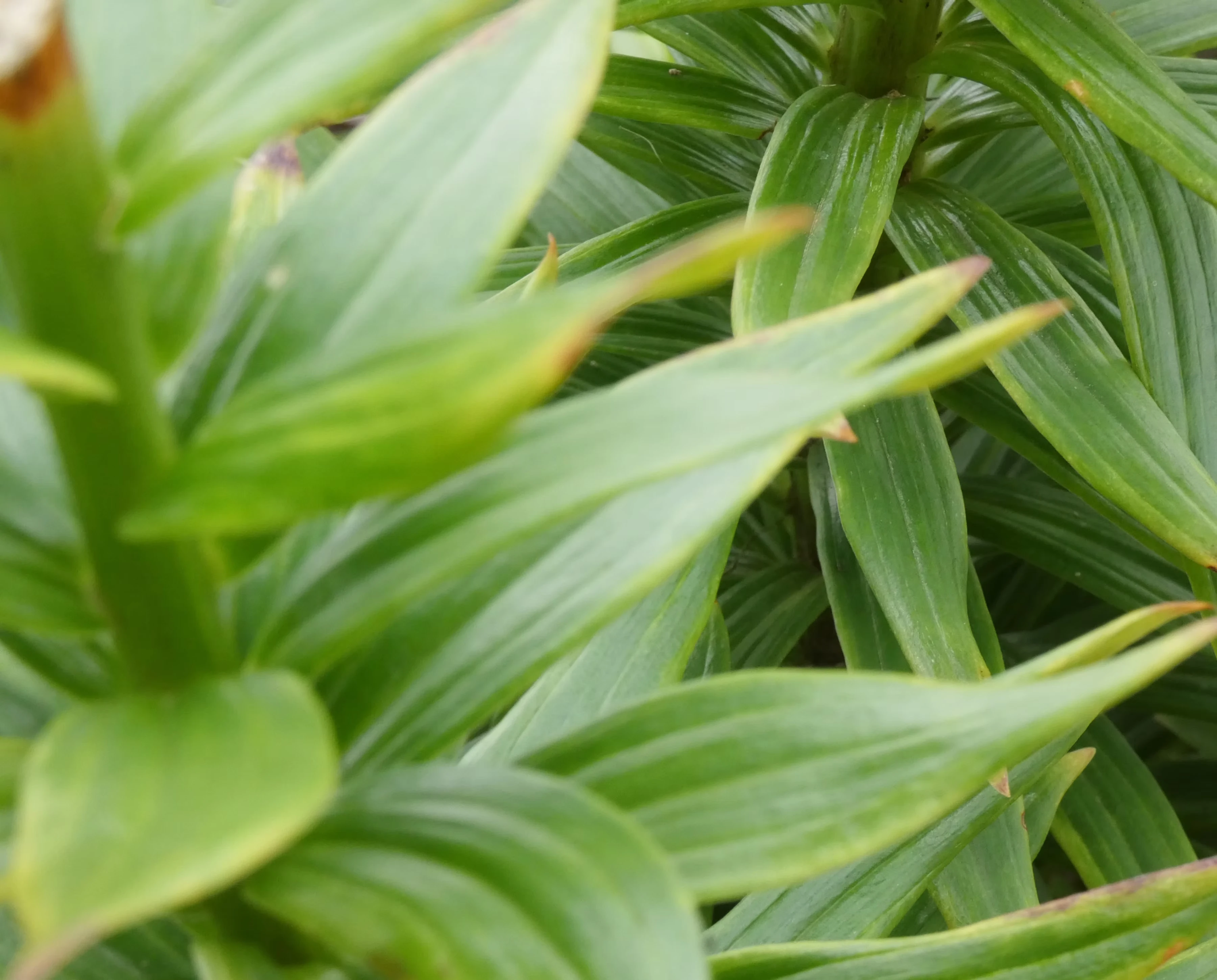 Lily Leaf Spiral