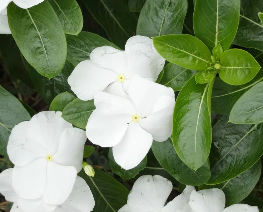 White Periwinkle Drift