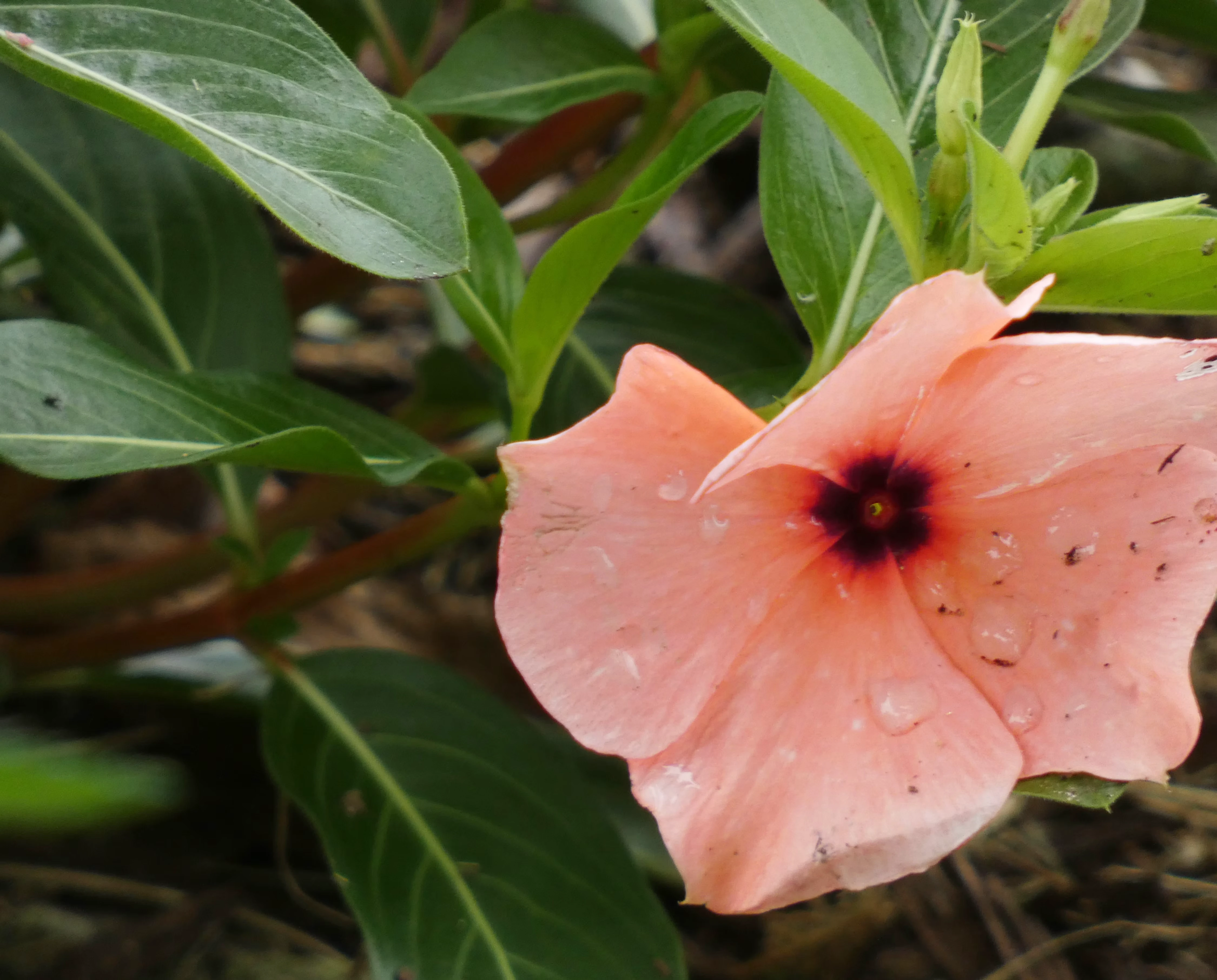 Peach Periwinkle