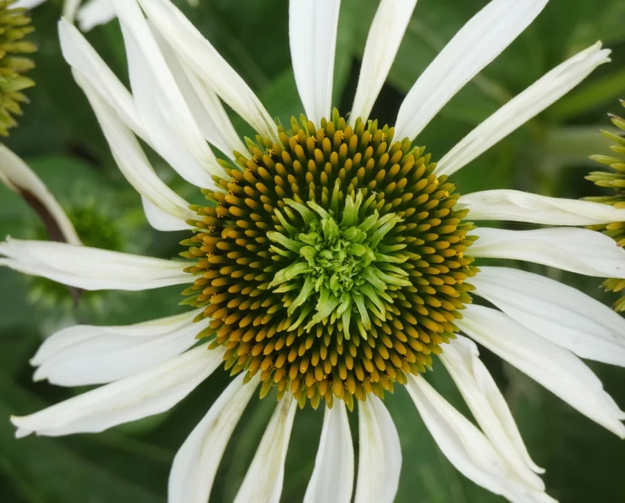 White Coneflower, From Above