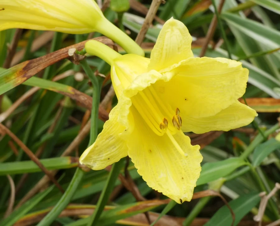 Daylily Duet