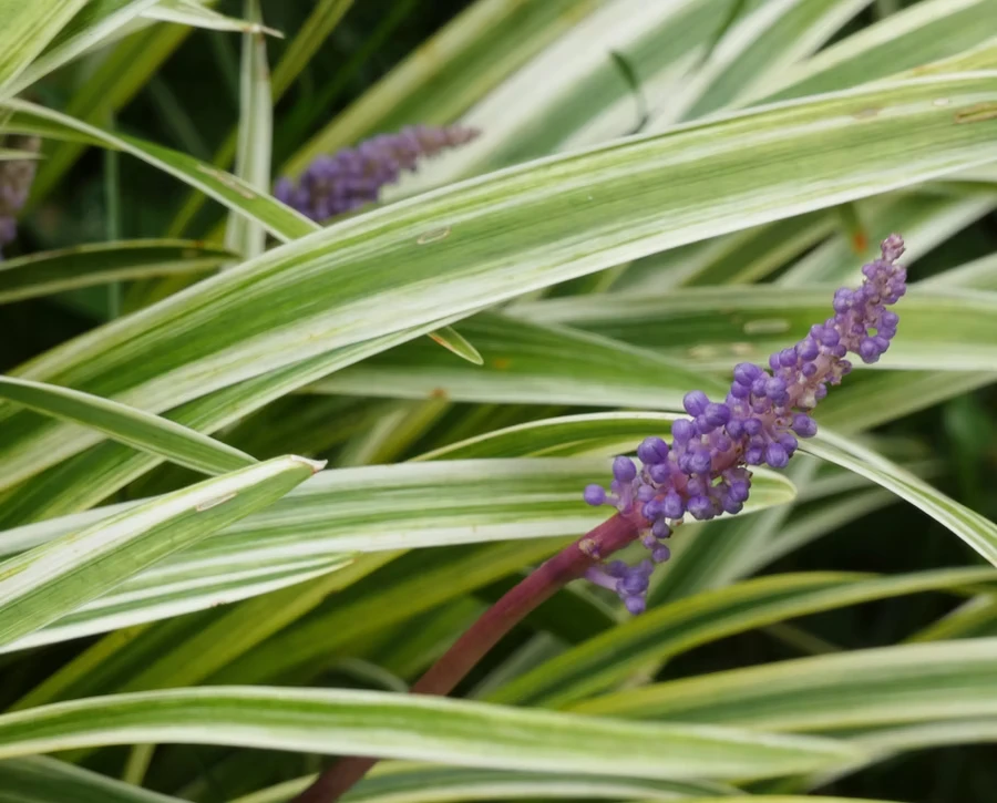 Violet Spire