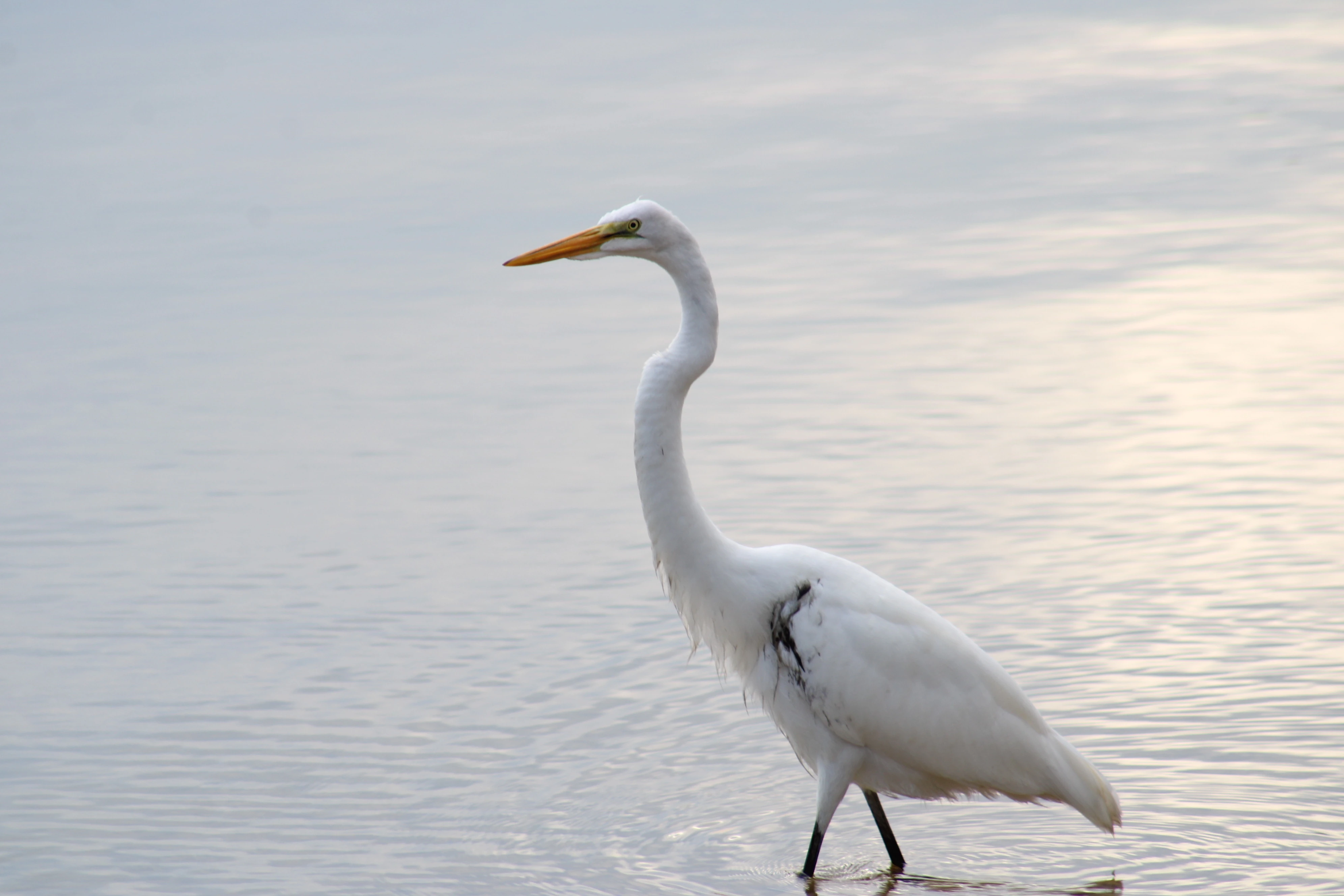 Great Egret in the Shallows