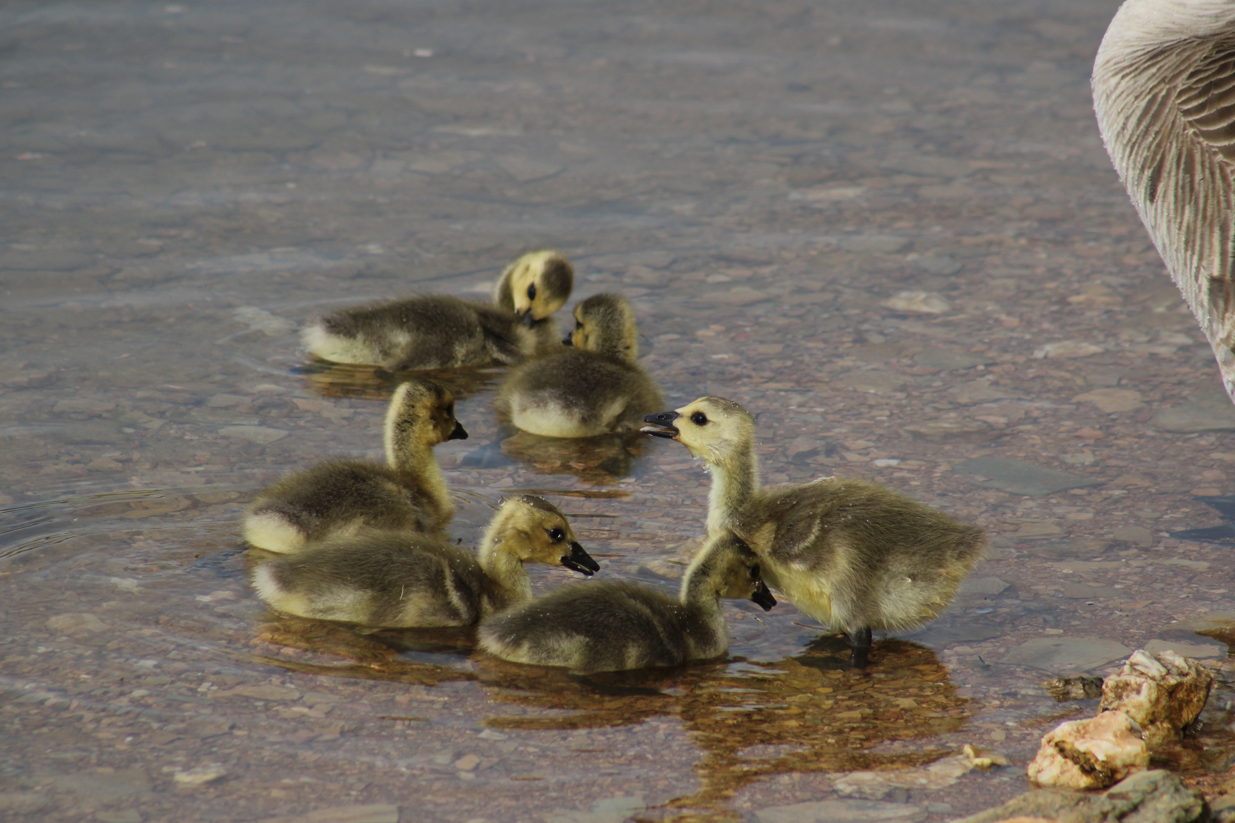 Goslings in the Shallows