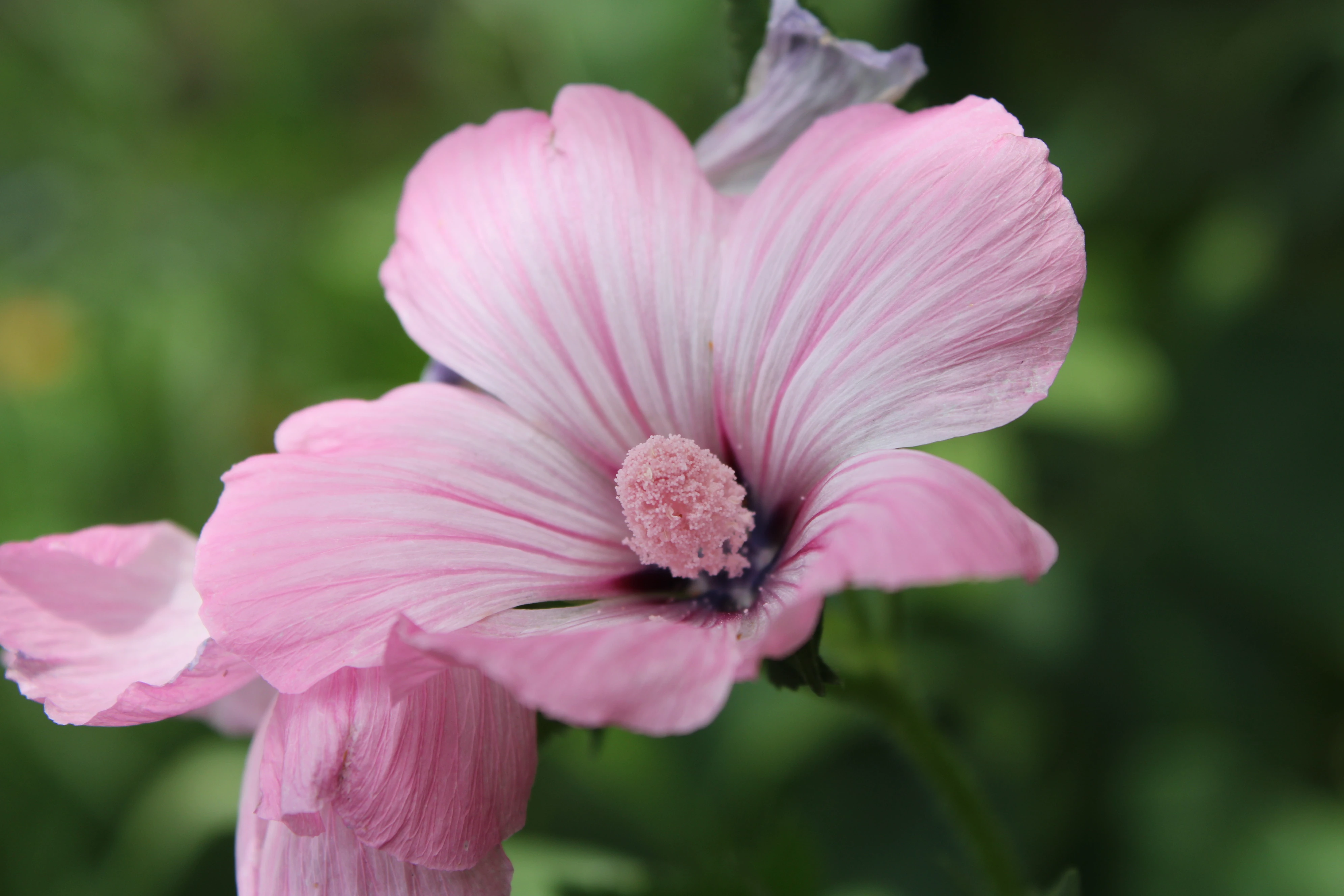Pink Hibiscus